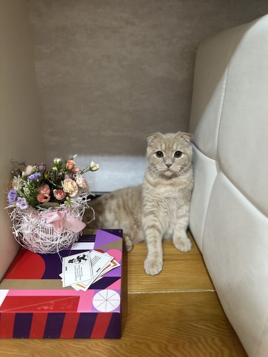 Продам Кота Скотиш Фолд