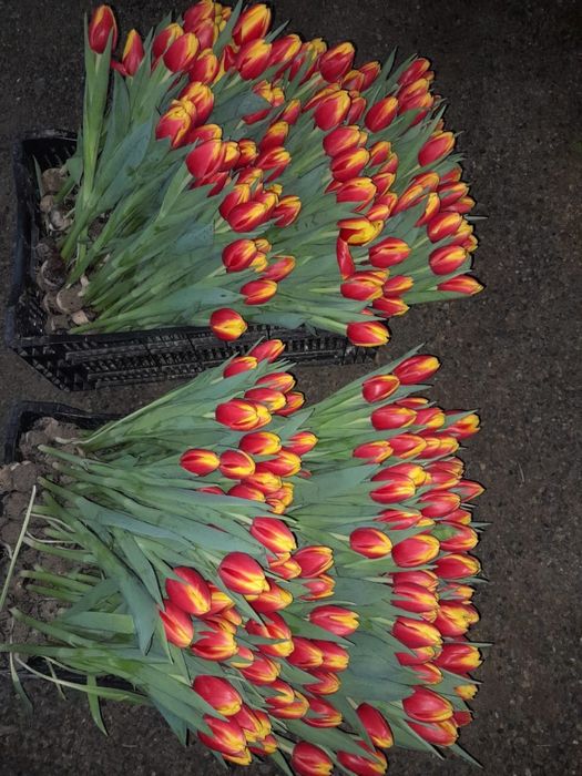 Тюльпан оптом 350 тг