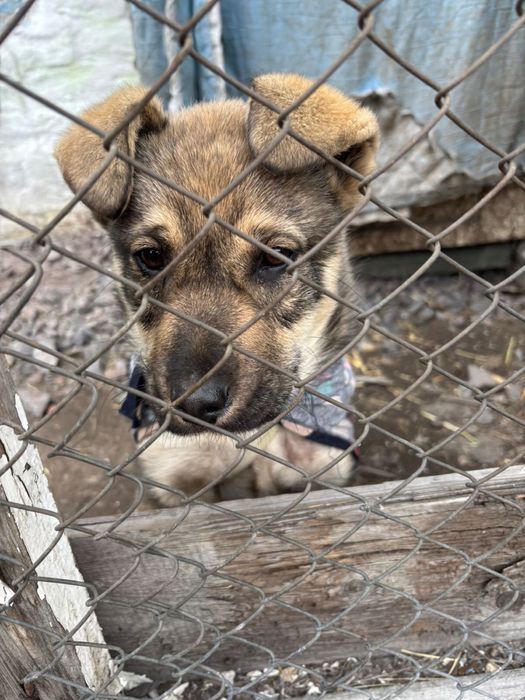 Ищем дом для щенка