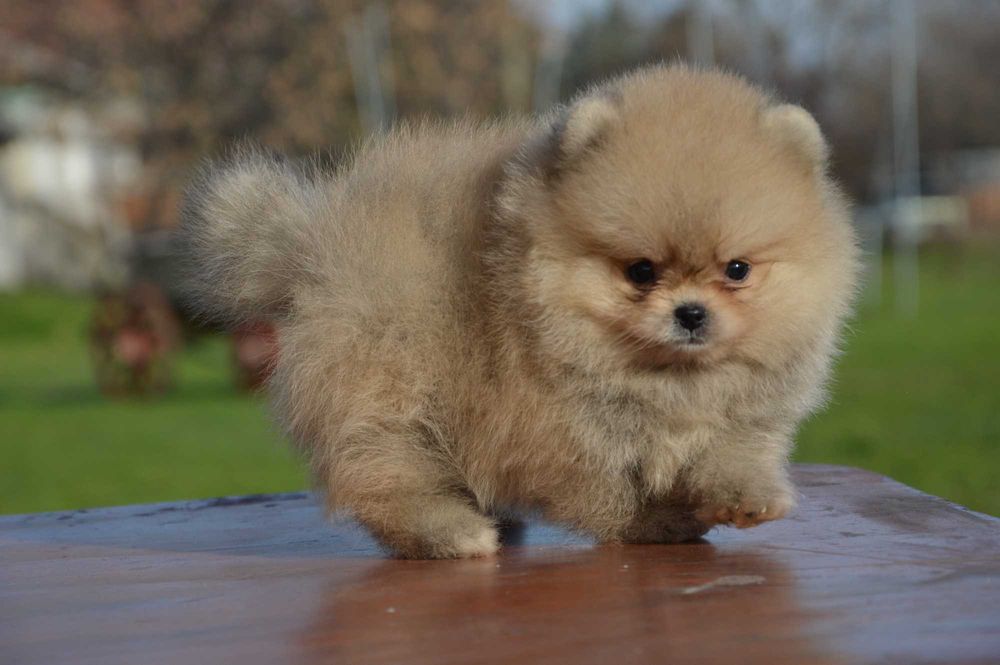 Померан мини baby face