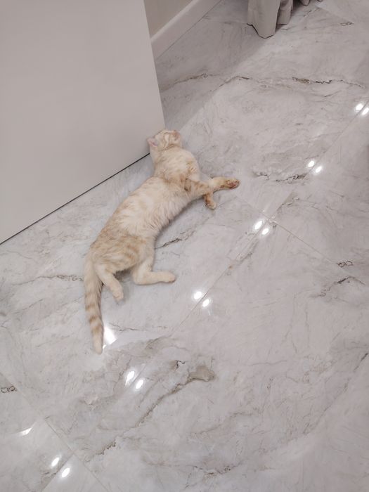 Отдам в хорошие руки