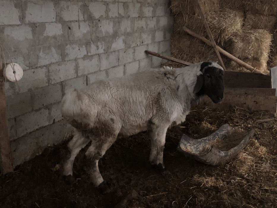 Yeb ichishiga garantiya uyni moli