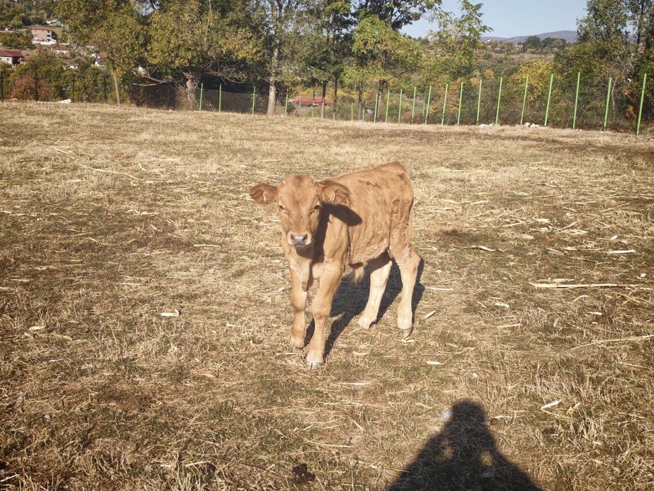 Vând vițel de doua luni