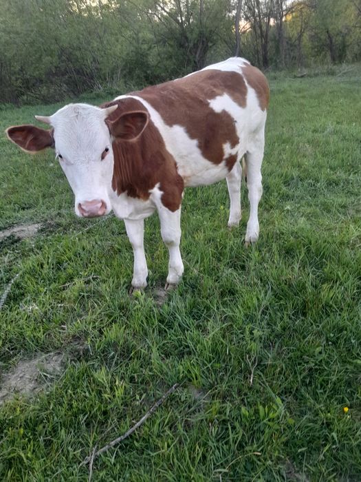 Vind  2 văcuțe frumoase