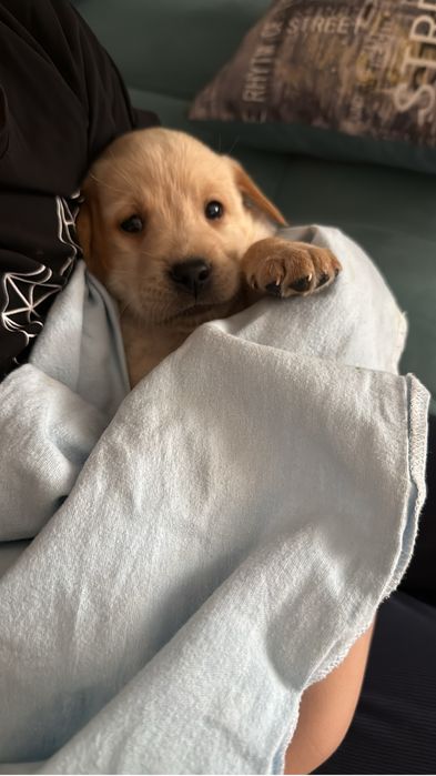 Срочно продам лабрадора щенок 3 месяца