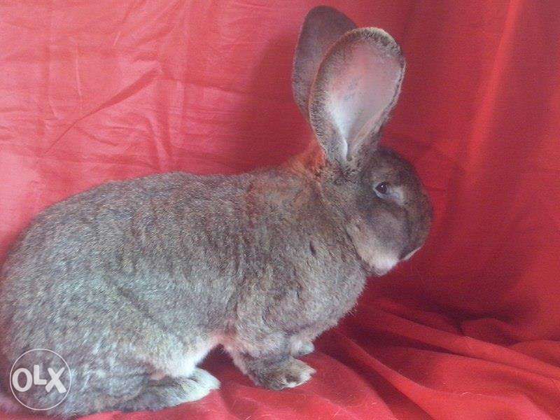 Iepuri Urias German Gri