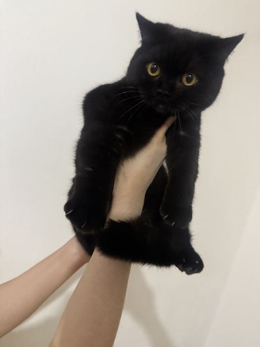 Котёнок 7 месяцев, шотландец, скоттиш страйт.