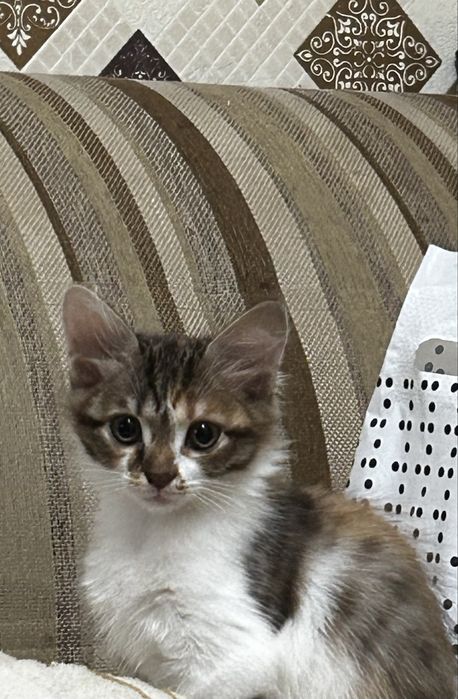 Отдам котят в добрые руки
