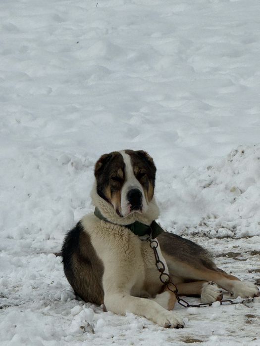 Молодой сатылат