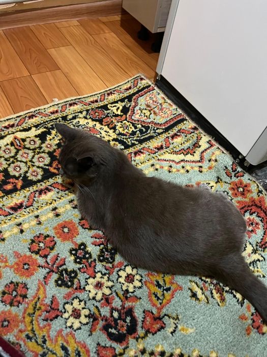 Отдам котенка и кошку