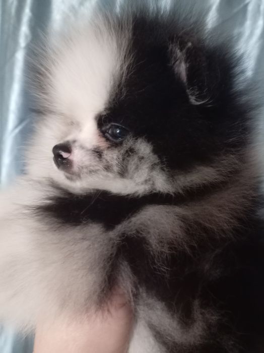 Продам щенка шпица