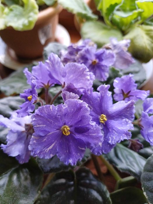 фиалки  стартеры, детки и листики