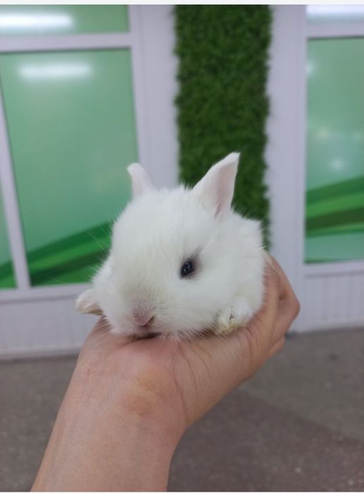 Кролики карликовые