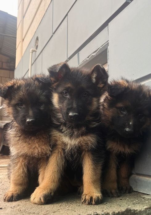 ПРОДАМ ЩЕНКИ НЕМЕЦКОГО ОВЧАРКИ  . г Алматы  Чистокровный  .