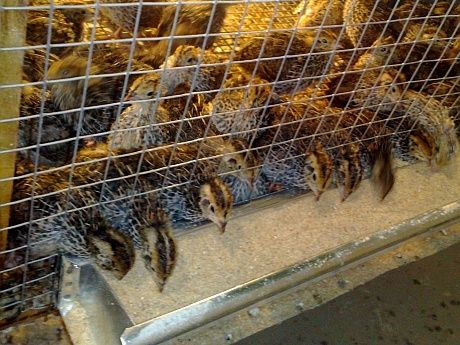 Vand oua de prepelita Braila