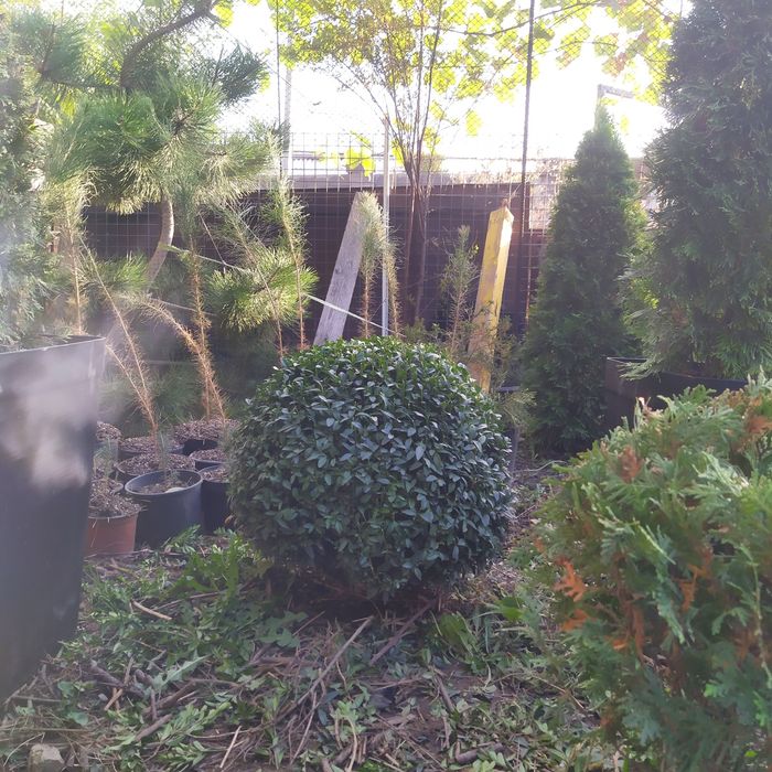 Самшит вечнозеленый