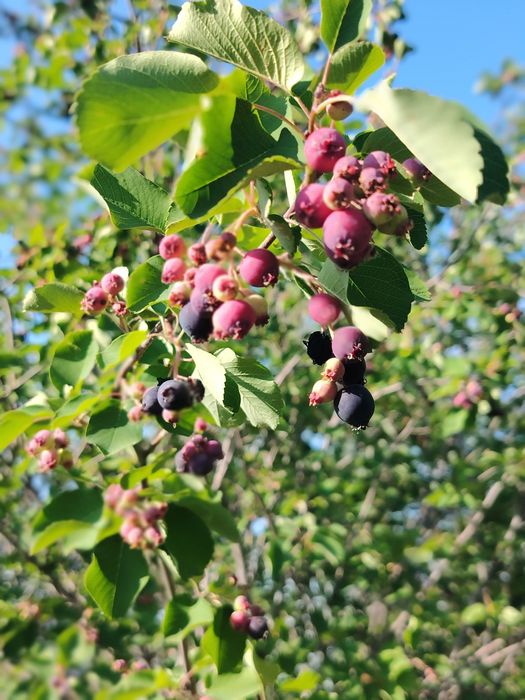 Продам дачу сад Березка