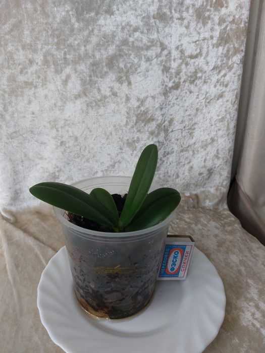 Орхидея ( Фаленопсис )