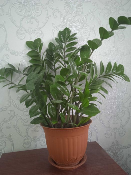 Продам замиокулькас комнатное растение