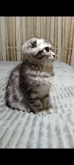 Шикарная Скоттиш фолд. Кошечка.