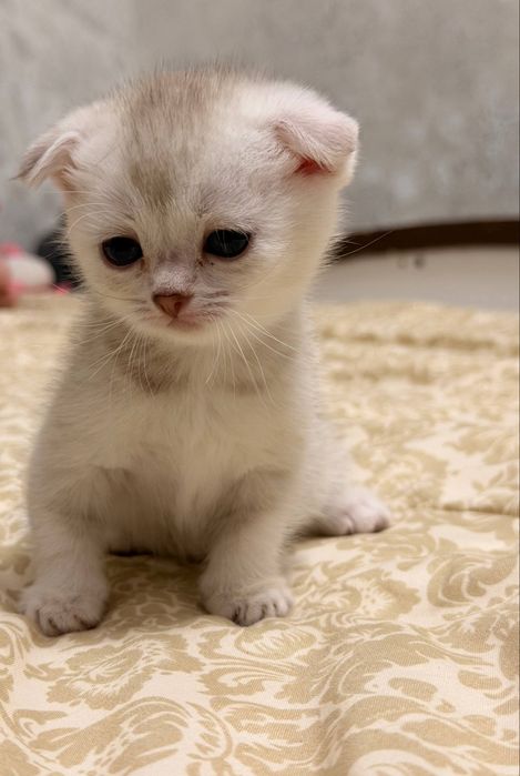 Котята скоттиш фолд. Мушукчалар