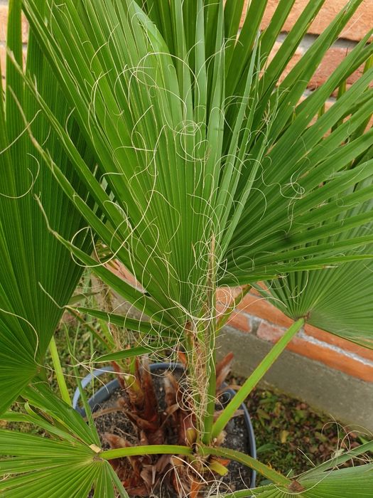Palmier Washingtonia