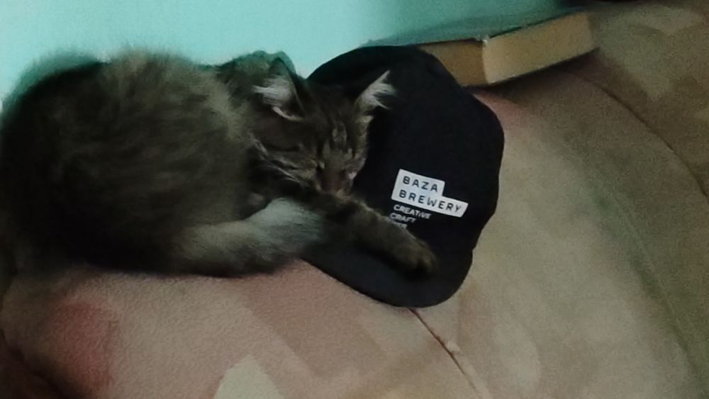 Отдам кошку в добрые руки