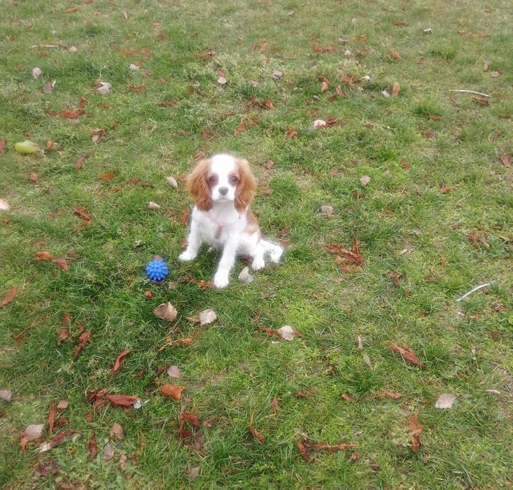 Куче Кавалер Кинг Чарлз шпаньол