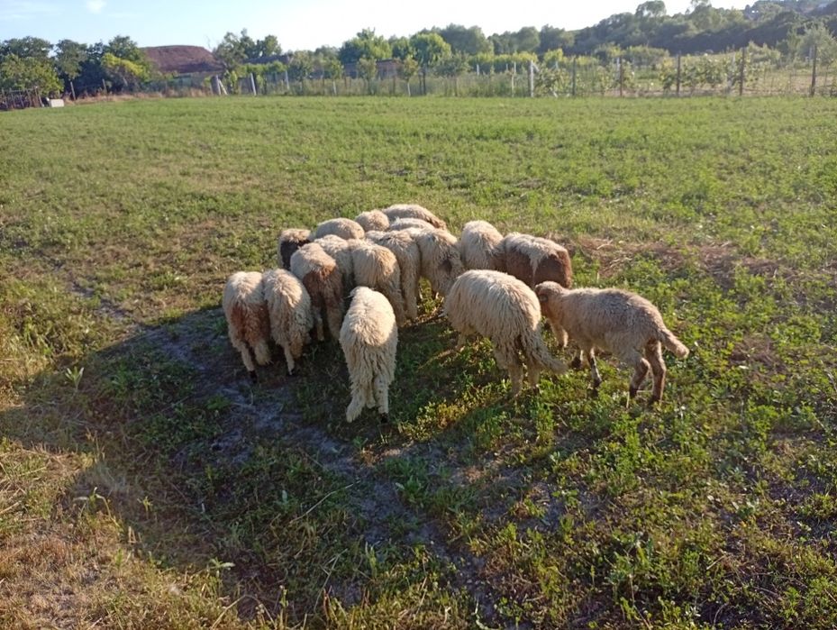 Miei de anul asta