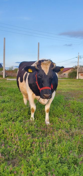 Vând vacă gestantă