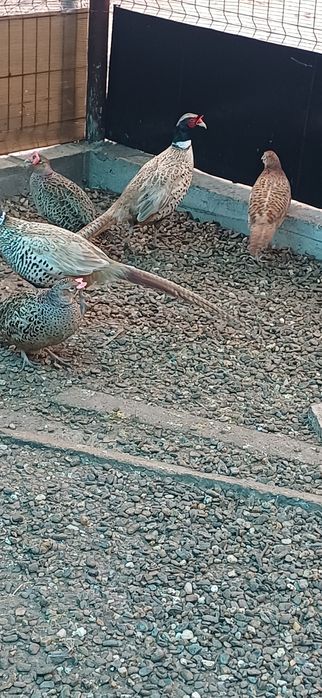 Fazani comuni masculi si femele de anul trecut