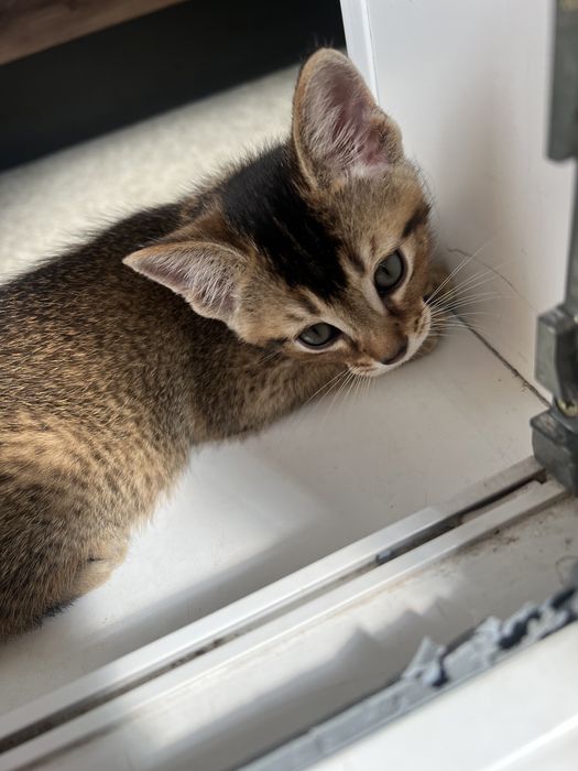 Котята редкой породы Чаузи