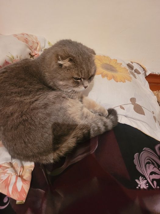 Продам кошку веслоухи