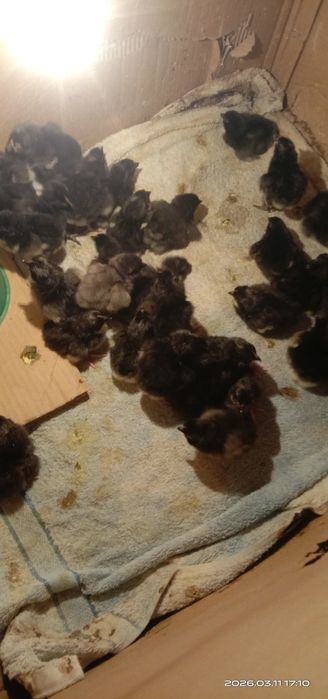 Джерсийский гигант.