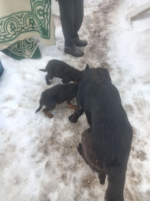 Немецкая овчарка щенки