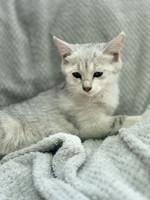 Mushuk sotiladi skotish strayd (metis)