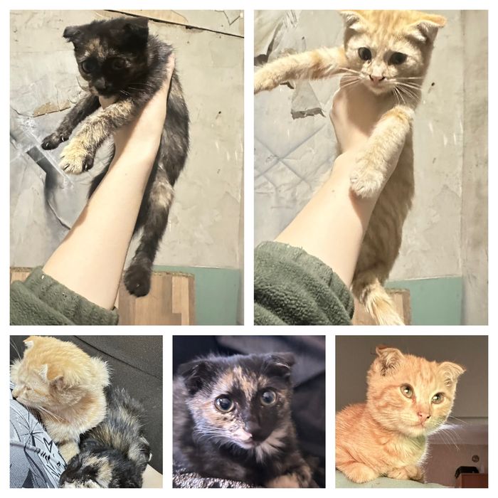 Отдам котят в хорошие руки