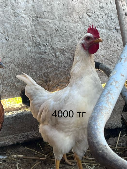Петухи, молодые,