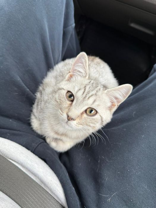 Британский кот!!!