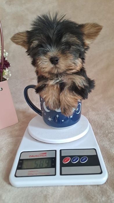 Очаровательные щенки мини йорк