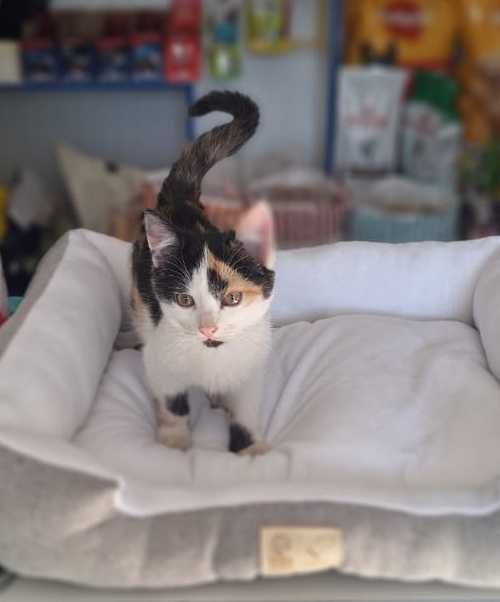 Отдам котят в добрые руки!