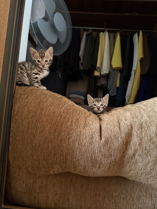 Бенгальские котята с документами