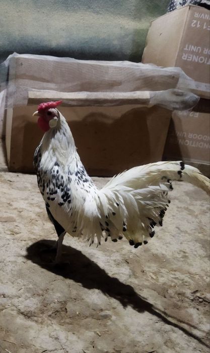Продам японский петух