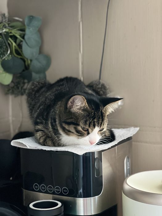 Котенок в добрые руки