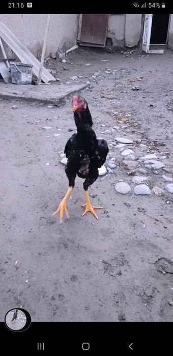 Dakan Juja sotiladi bardovi