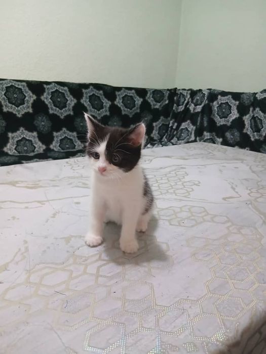 Раздаю дамашних котят в добрые руки