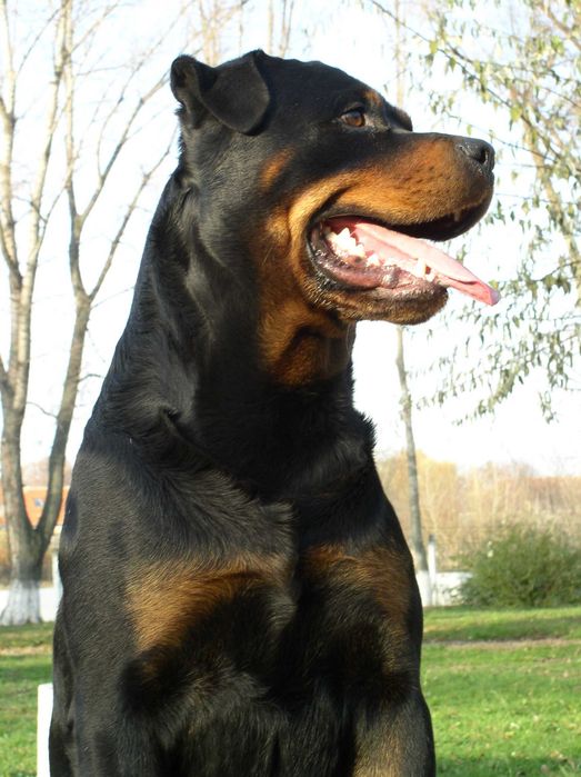 Dresaj canin Satu Mare