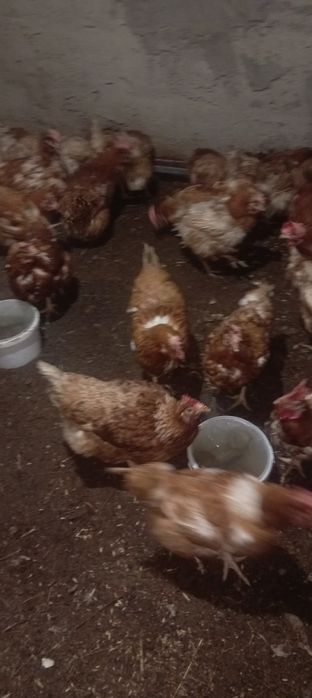 Тауыктар сатылады Ломан