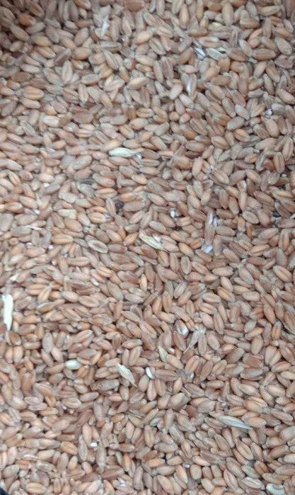 Бугдой (пшеница)