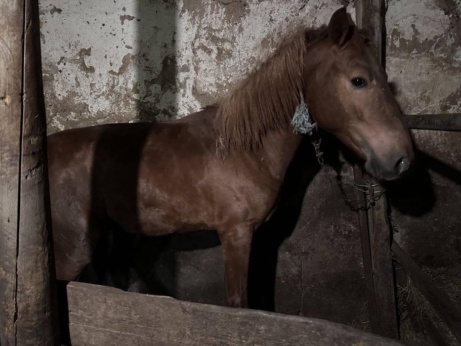 Продается тай